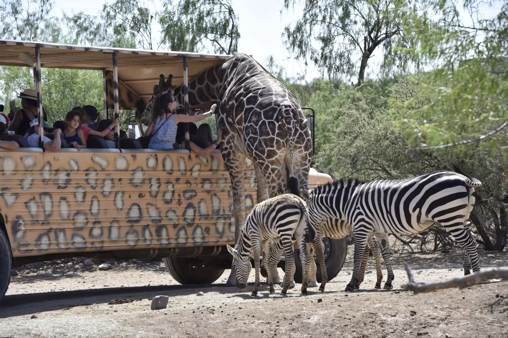 Out of Africa